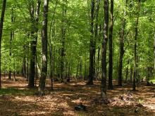 Lasy Nadleśnictwa Katowice